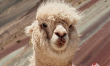 lama on hill
