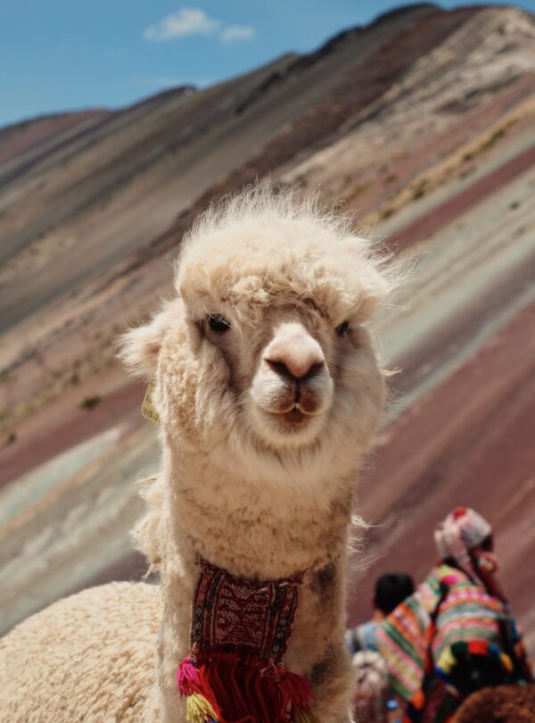 lama on hill